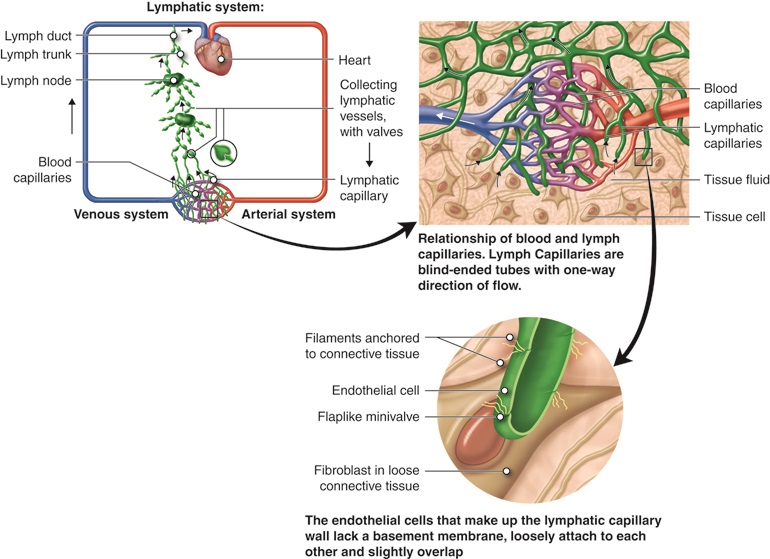 oli-drawing-relationship-of-blood-capillaries-and-lymphatic